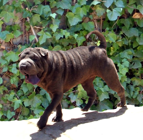 Patum blava de Schoelcher