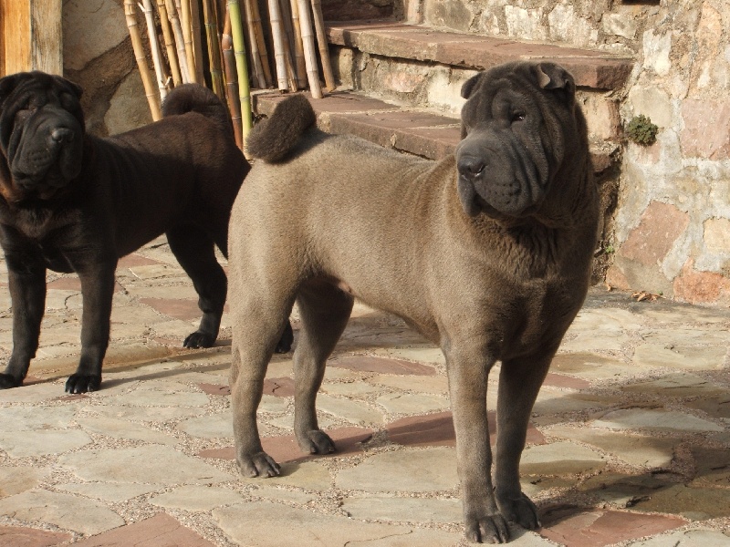 Little storm de Schoelcher